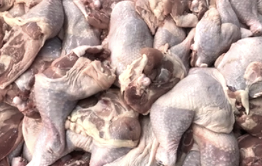 Frozen Chicken Supplier