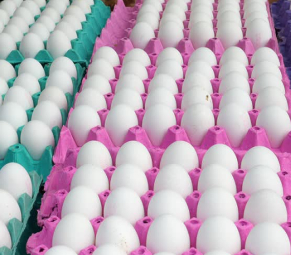 Eggs Suppliers